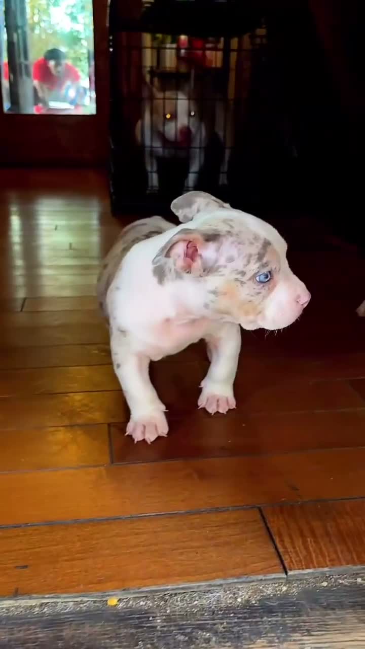 American Bully dogs for sale: American Bully 3 - Video 1