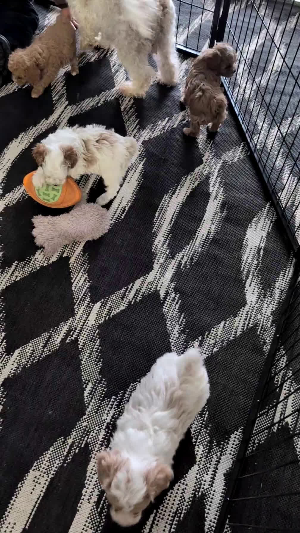 Cavapoo dogs for sale: Duke - Video 2