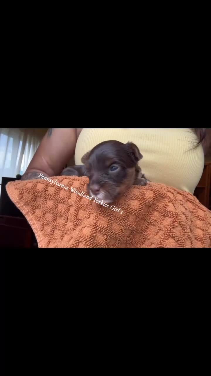 Yorkshire Terrier dogs for sale: Yorkshire Terrier 2 - Video 1