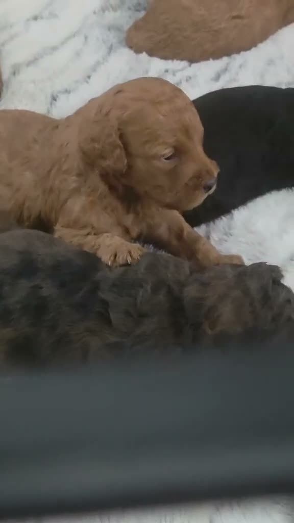 Mini Goldendoodle dogs for sale: Cooper  - Video 1