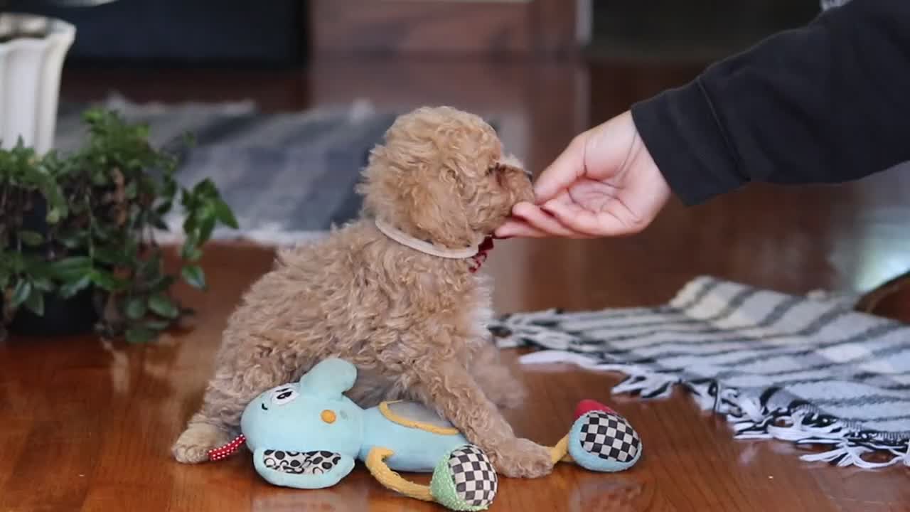 Miniature Poodle dogs for sale: Chloe - Video 3