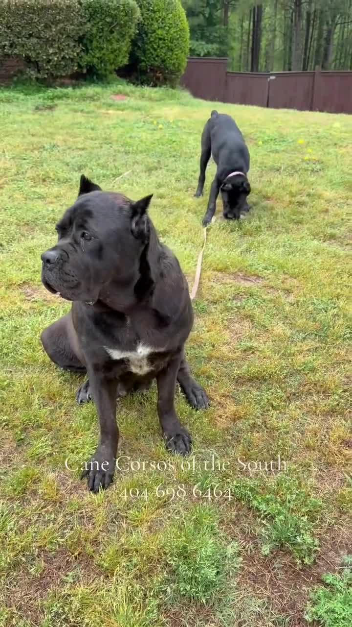 Cane Corso dogs for sale: Cane Corso Puppy 2 - Video 1