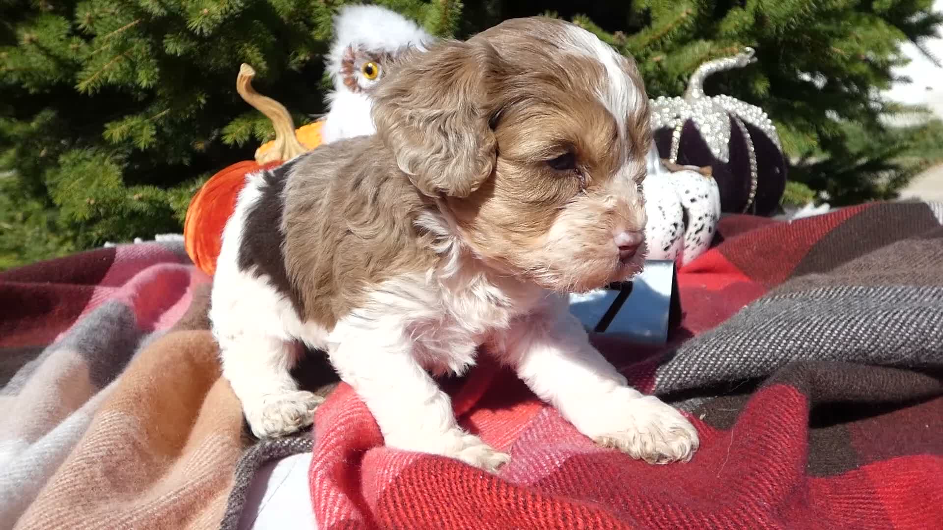 Cavapoo dogs for sale: Cavapoo 4 Duffy - Video 1