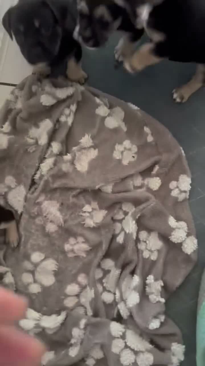 Mixed Breed dogs for sale: Dolce - Video 1