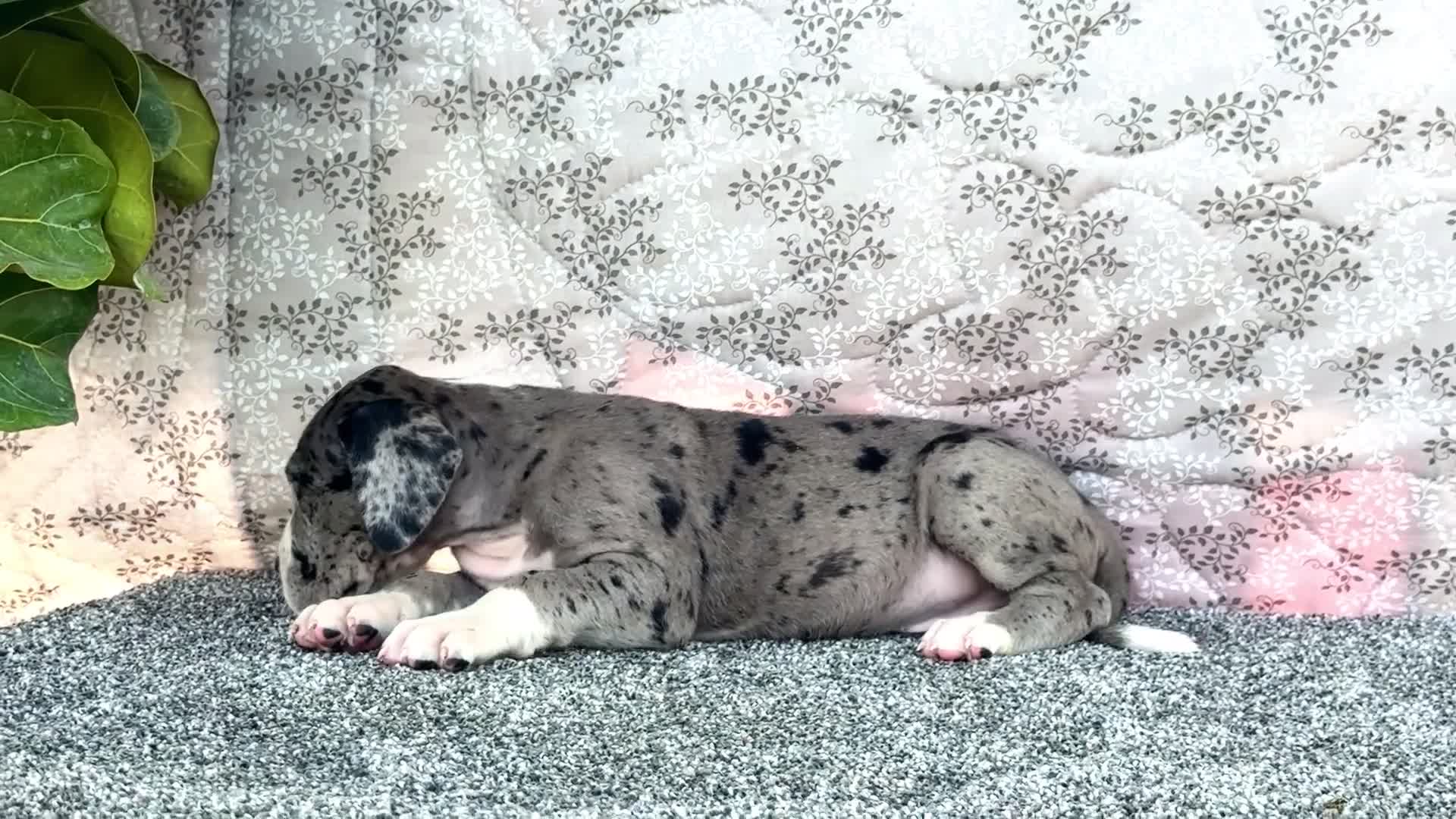 Great Dane dogs for sale: Charles - Video 1