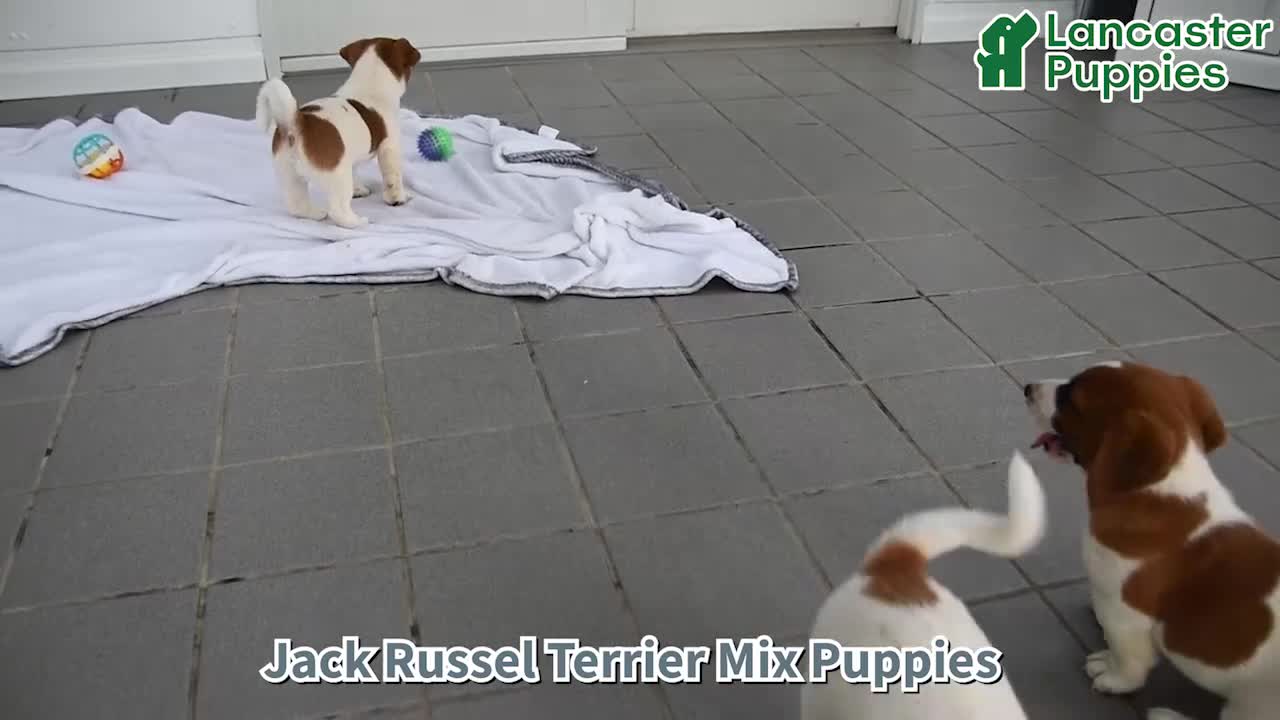 Mixed Breed dogs for sale: Dack - Video 1