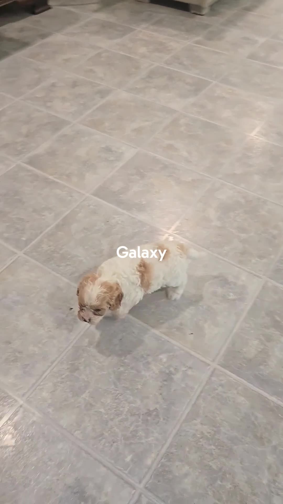 Cavapoo dogs for sale: Galaxy - Video 1