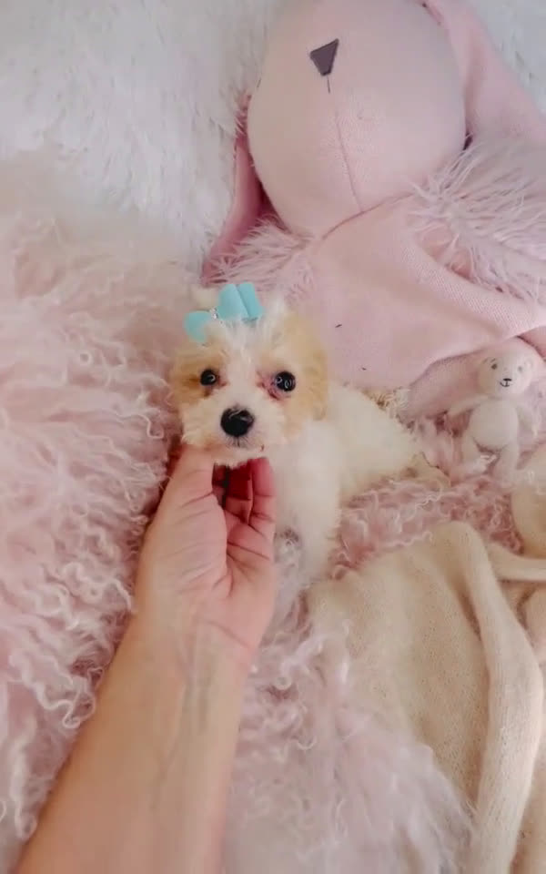 Toy Poodle dogs for sale: Toy Poodle Puppy 1 - Video 1