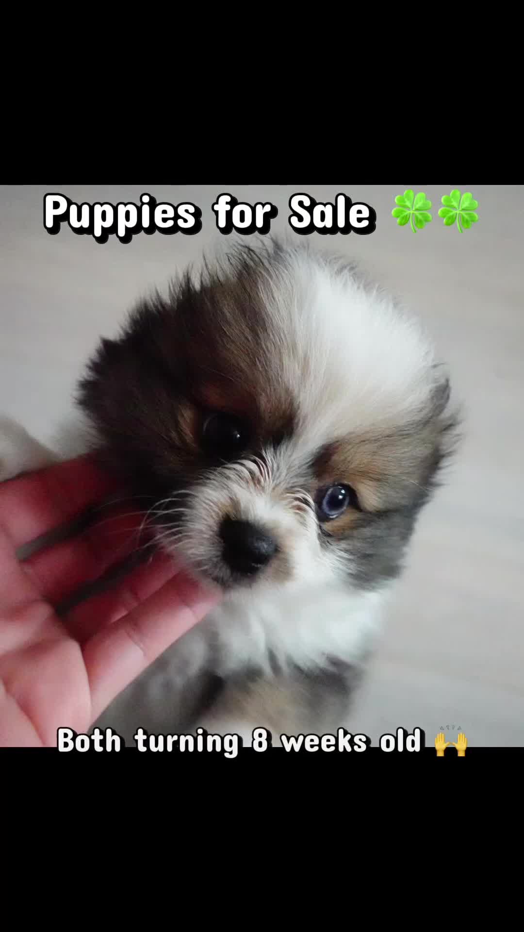 Pomeranian dogs for sale: Parti-color Sable (blue eye) Pomeranian  - Video 2
