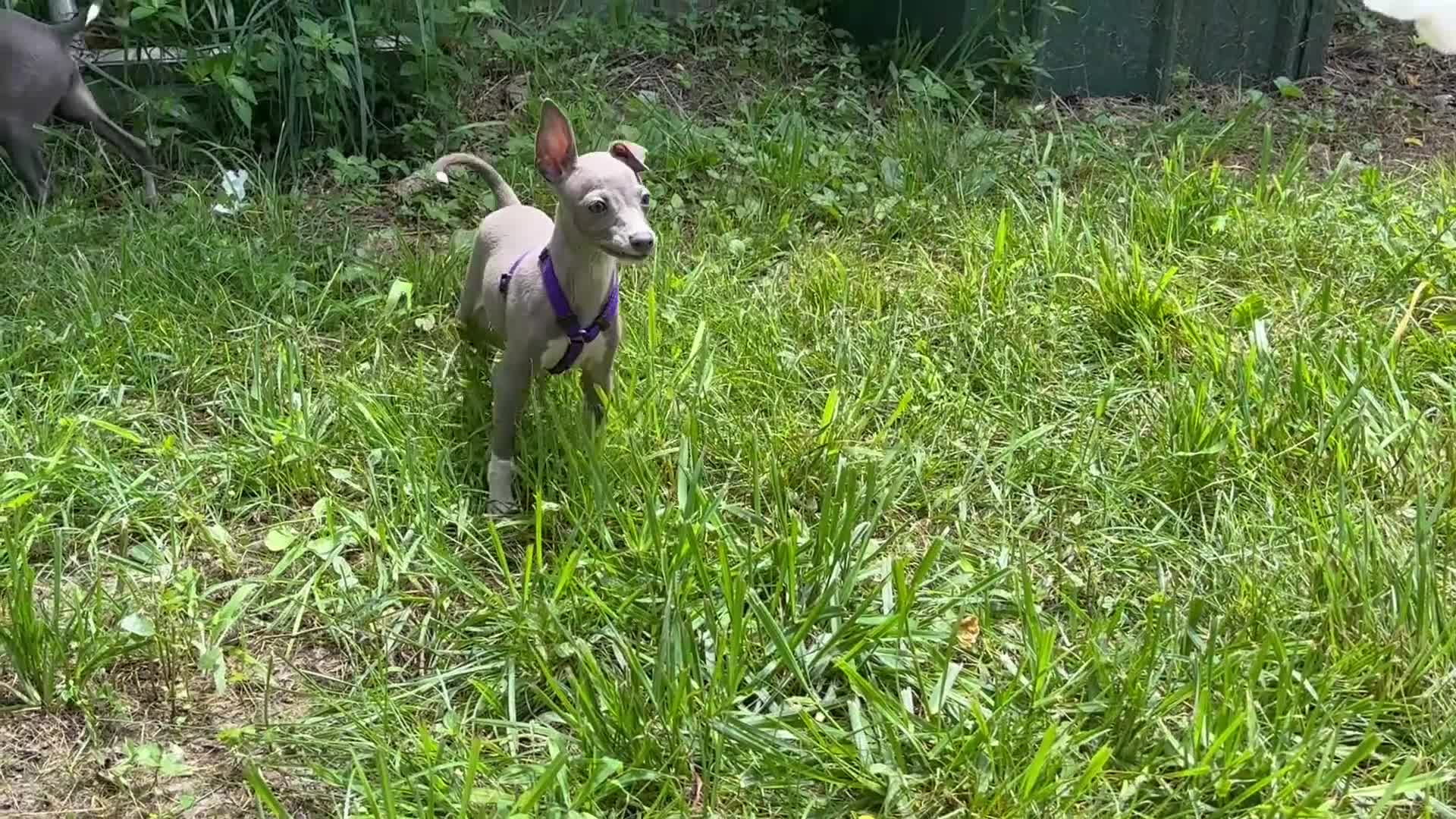 Italian Greyhound dogs for sale: Bandit - Video 1