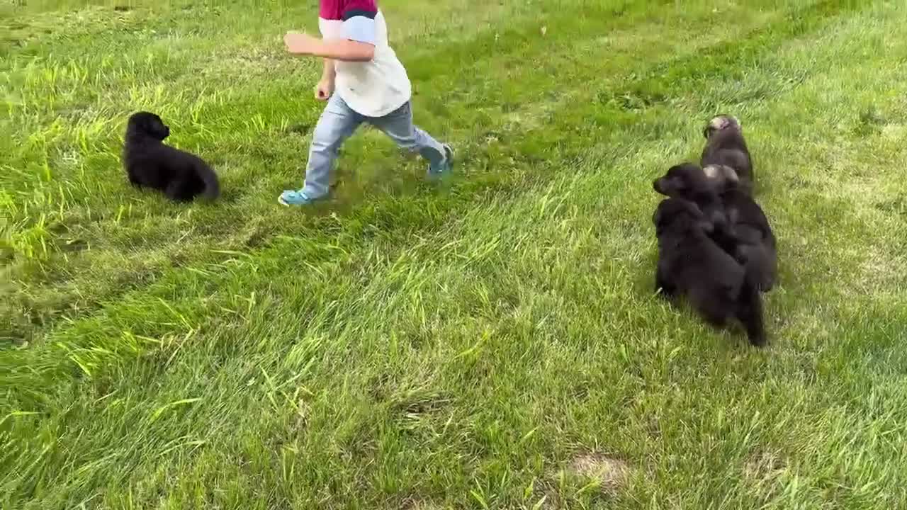 German Shepherd dogs for sale: Lighter sable boy - Video 1