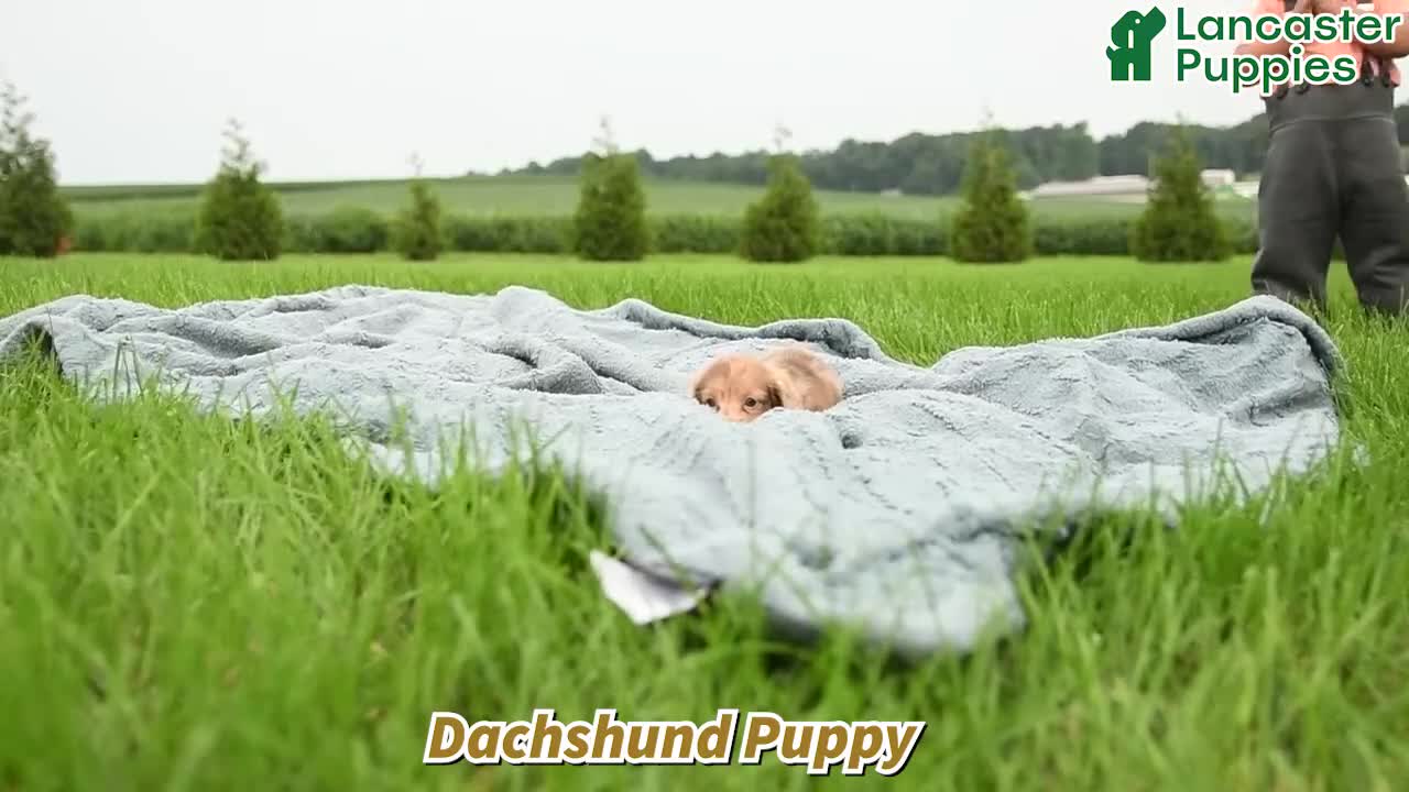 Dachshund dogs for sale: Chester - Video 1