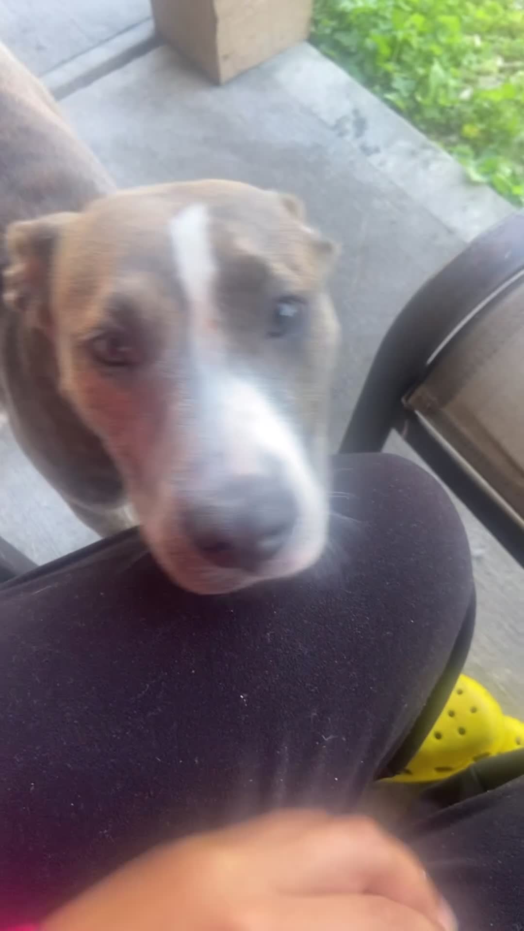 Mixed Breed dogs for sale: Mixed Breed 3 - Video 1