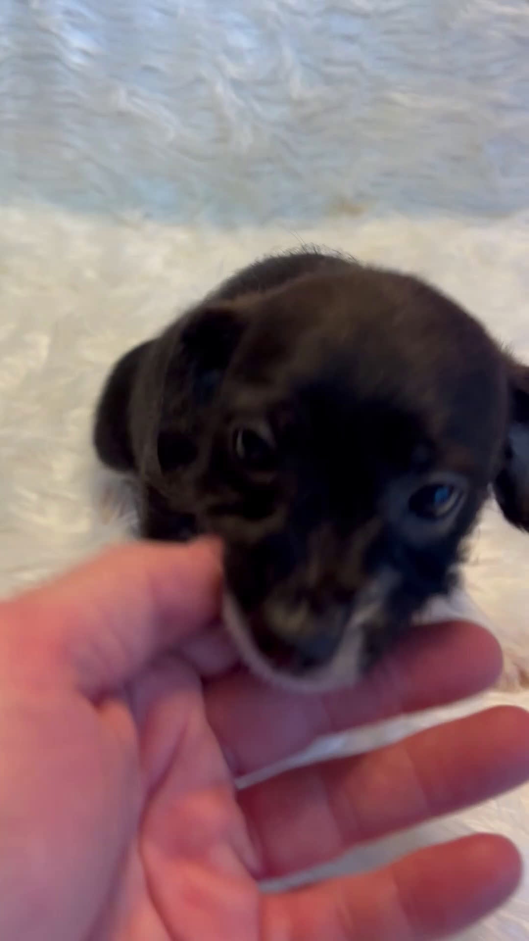 Mixed Breed dogs for sale: Mixed Breed Puppy 3 - Video 1