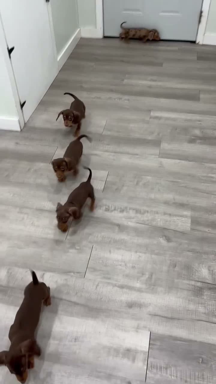 Miniature Dachshund dogs for sale: Dixie - Video 2