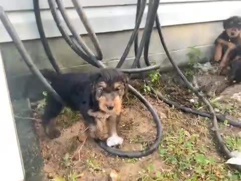 Airedale Terrier dogs for sale: Airedale Terrier 2 - Video 3