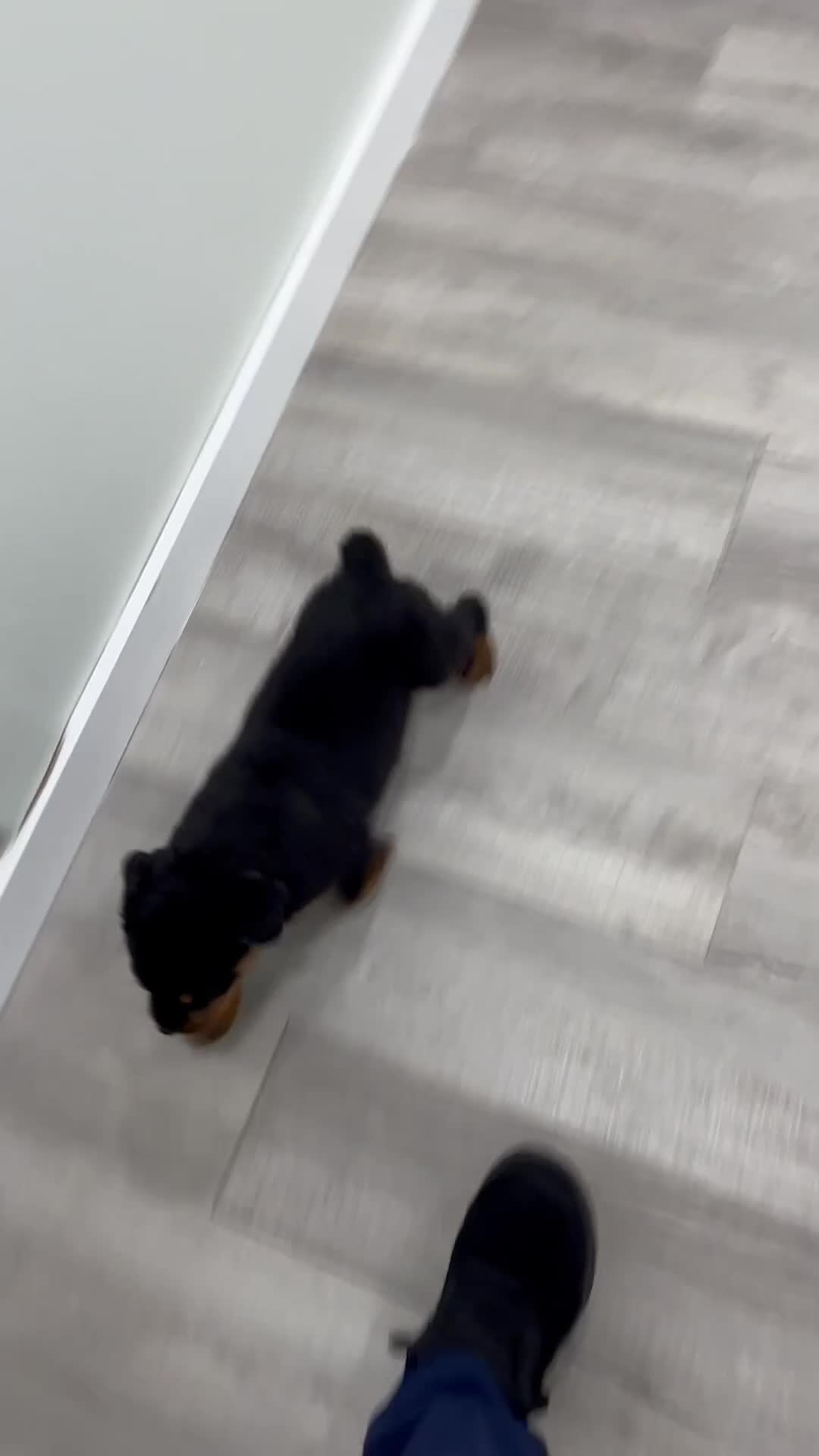 Rottweiler dogs for sale: Oliver - Video 1