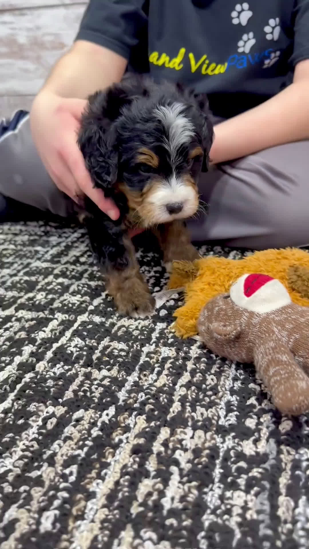 Mini Bernedoodle dogs for sale: 🎈Ace - Video 1