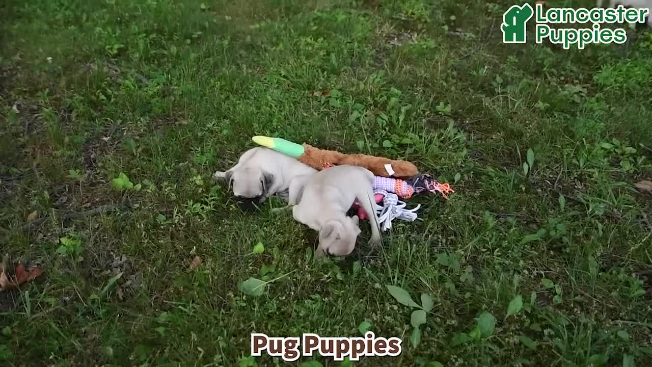 Pug dogs for sale: Emerson - Video 1