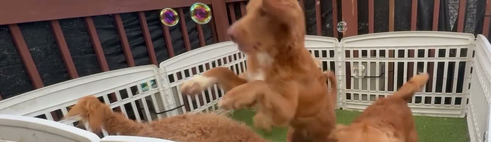 Goldendoodle dogs for sale: Fuchsia  - Video 1