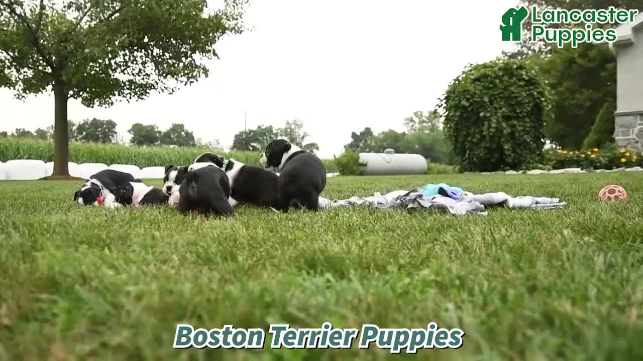 Boston Terrier dogs for sale: Tina - Video 1