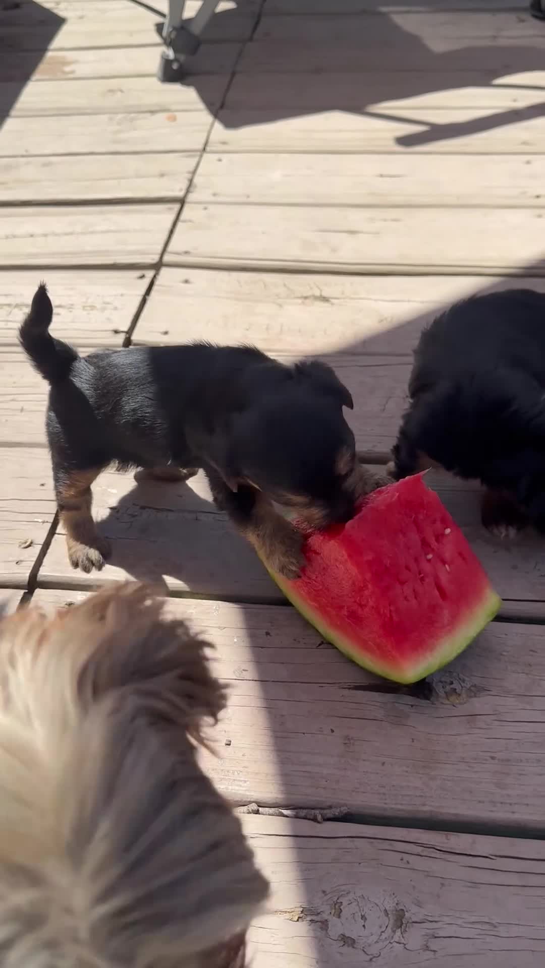 Yorkiepoo dogs for sale: Bo - Video 2