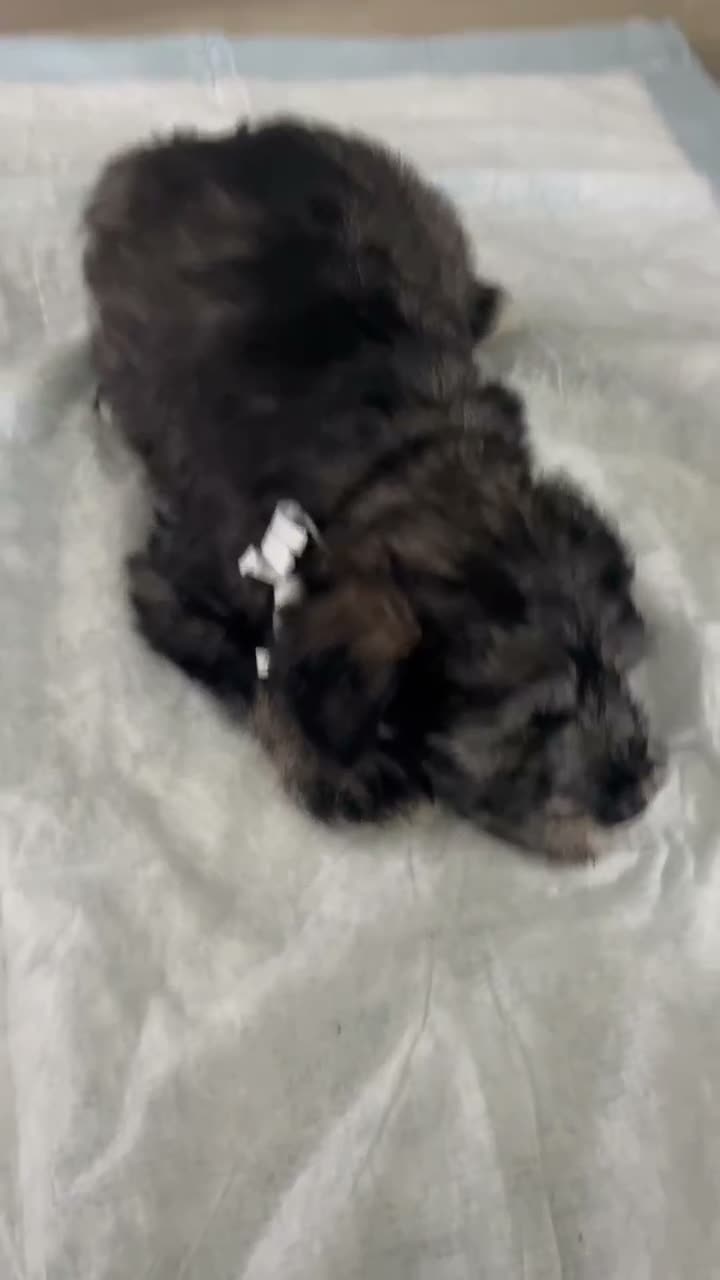 Schnauzer dogs for sale: Schnauzer 3 - Video 1