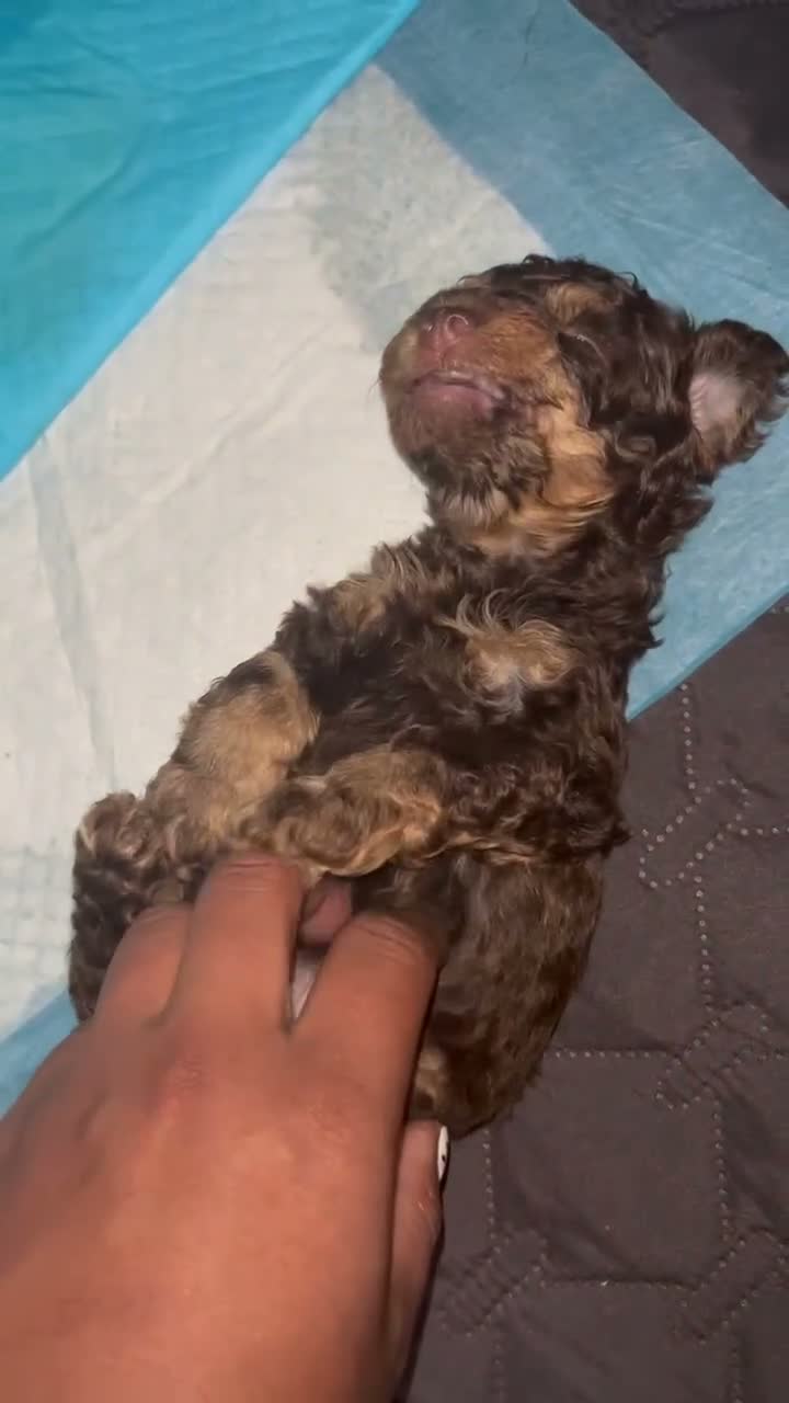 Toy Poodle dogs for sale: Honey  - Video 1