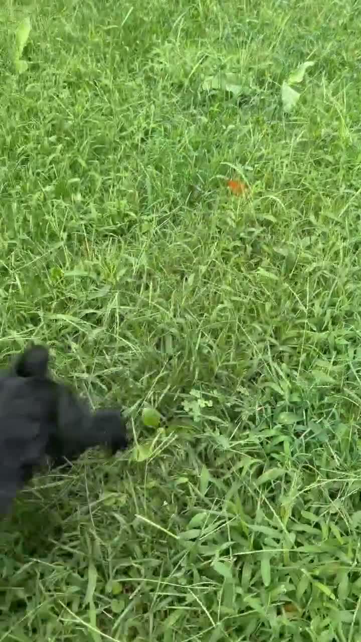 Miniature Schnauzer dogs for sale: Miniature Schnauzer 1 - Video 1