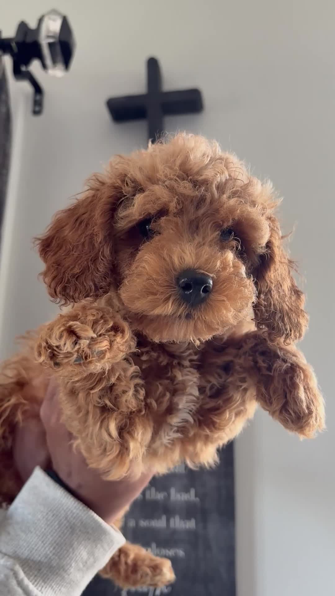 Toy Poodle dogs for sale: Guy💚 - Video 1