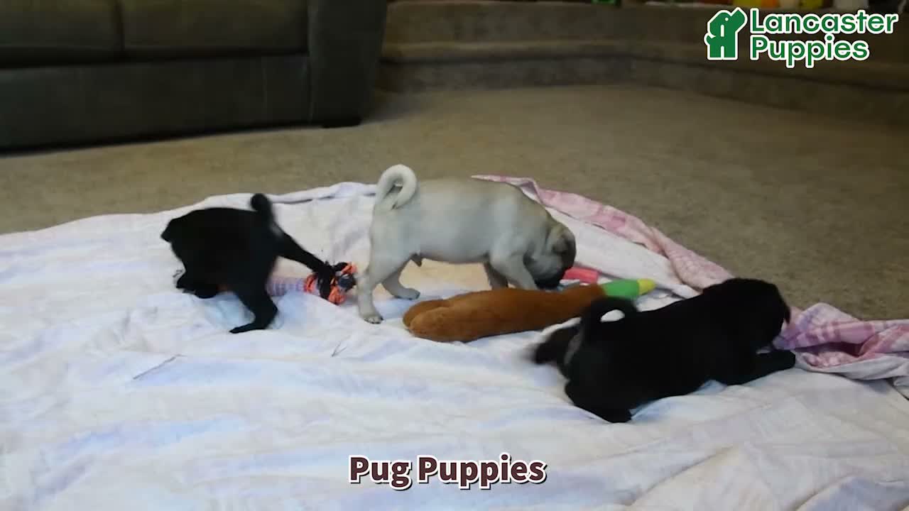 Pug dogs for sale: Scott - Video 1