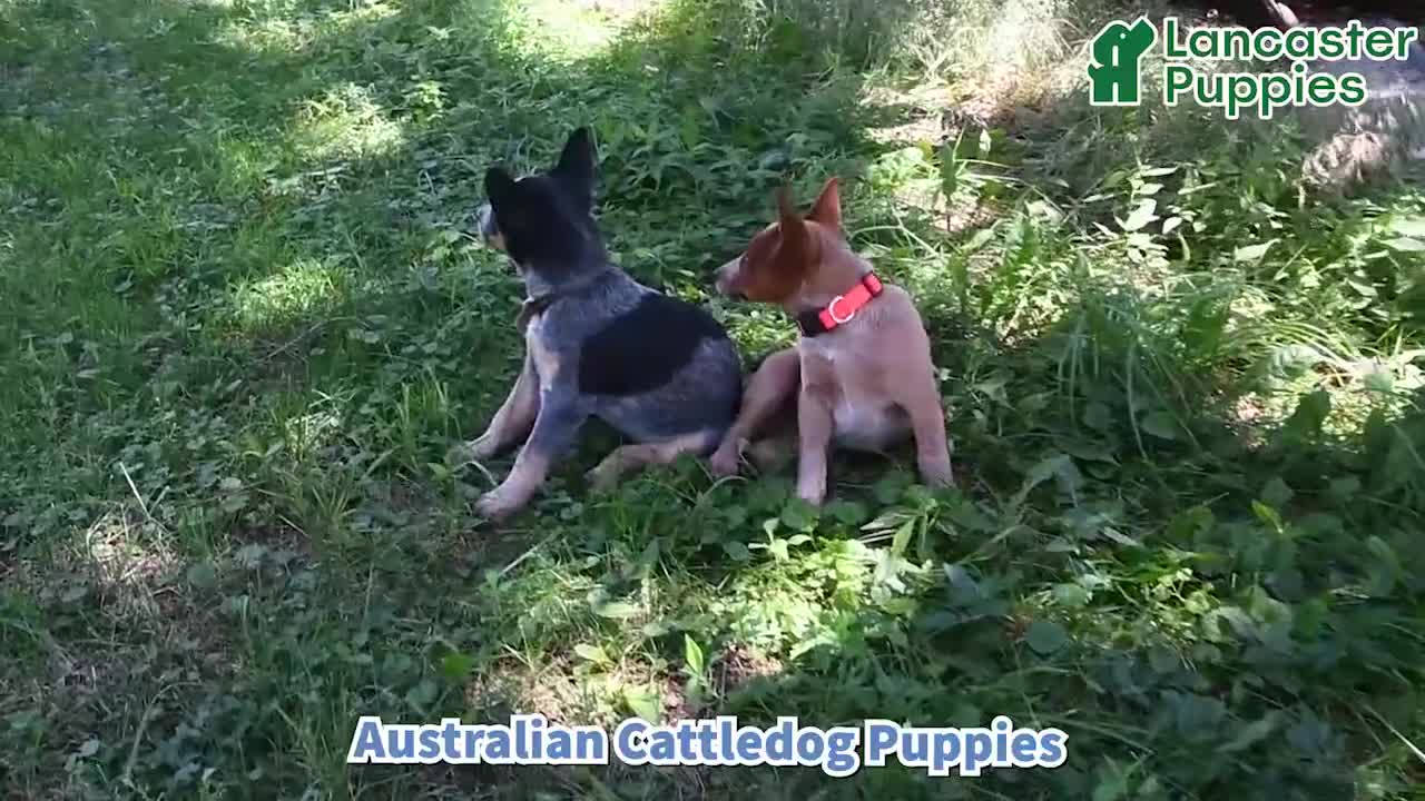 Australian Cattle Dog dogs for sale: Pepper - Video 1