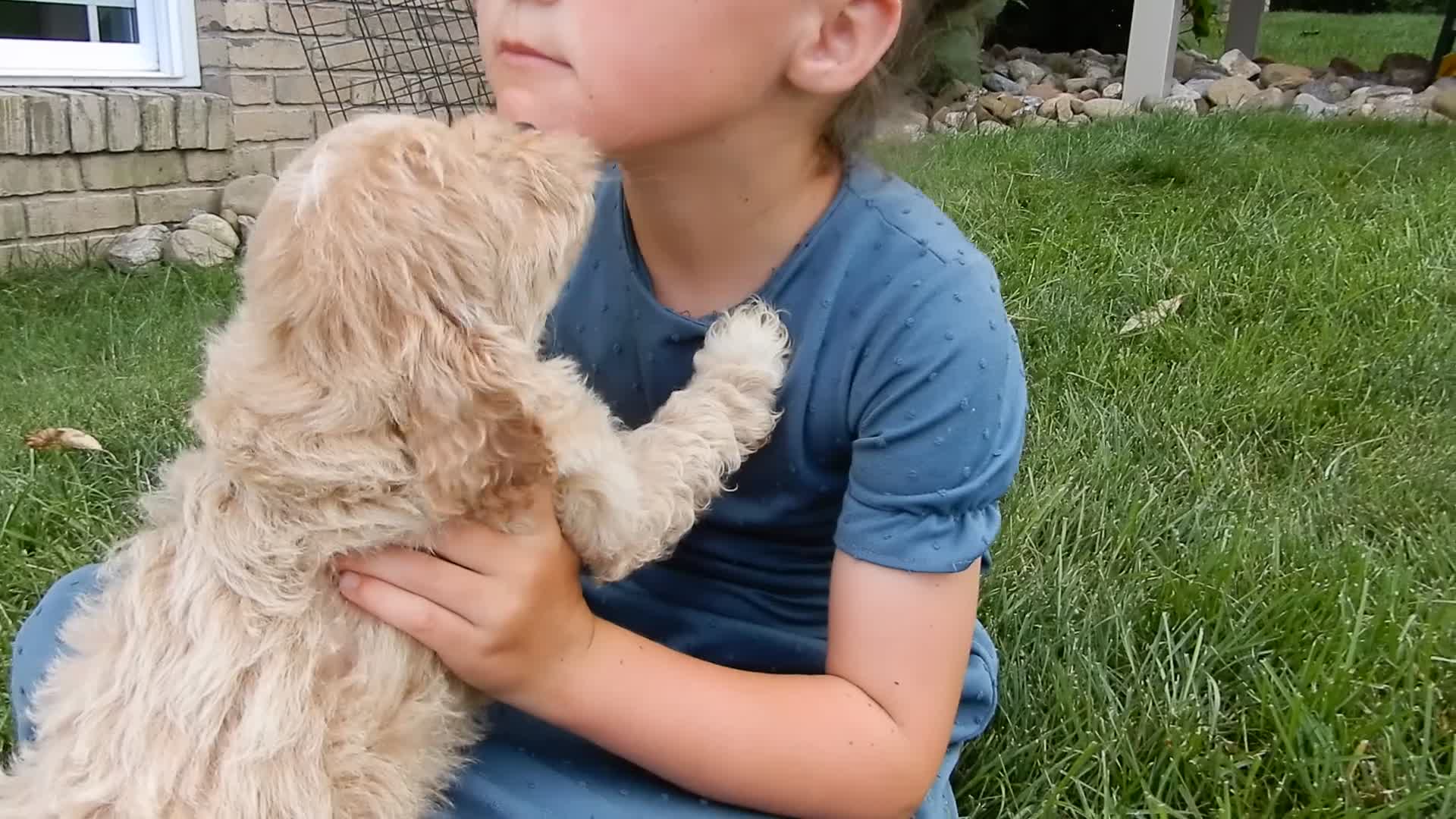 Cavapoo dogs for sale: Benji - Video 1