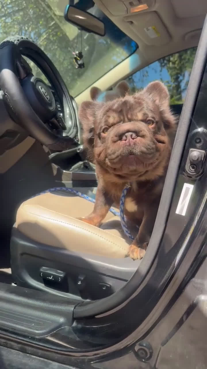 French Bulldog dogs for stud: Tootsie Rope - Video 1