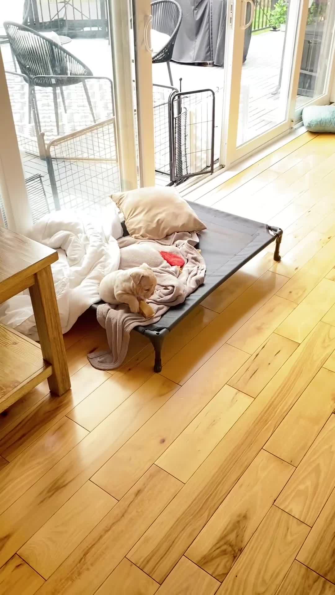 English Bulldog dogs for sale: Elio - Cleft Palate - Video 1