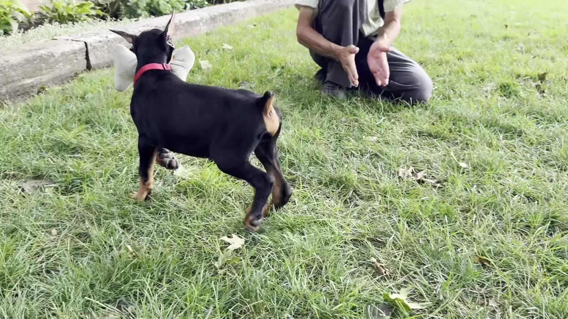 Doberman Pinscher dogs for sale: Achilles  - Video 1