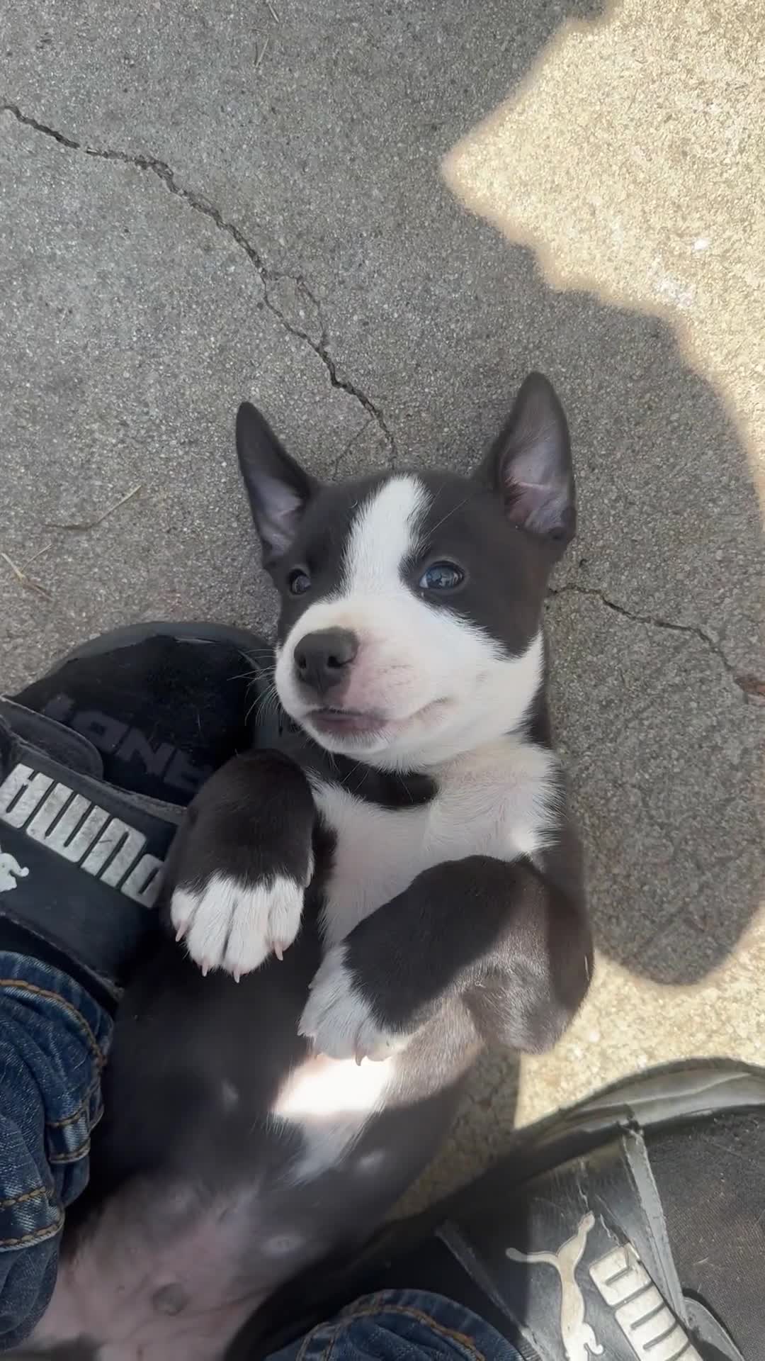 Mixed Breed dogs for sale: Male 1 - Video 3