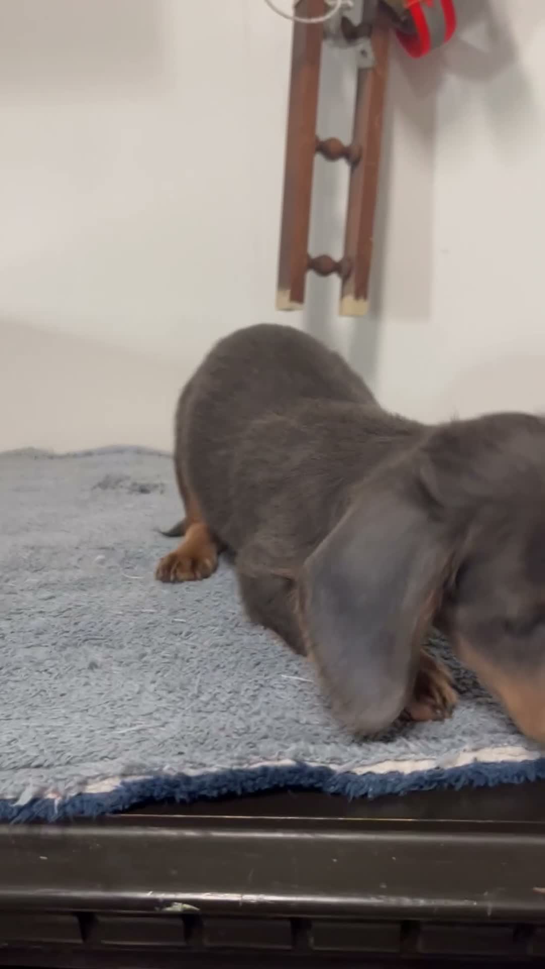 Miniature Dachshund dogs for sale: Nori - Video 1