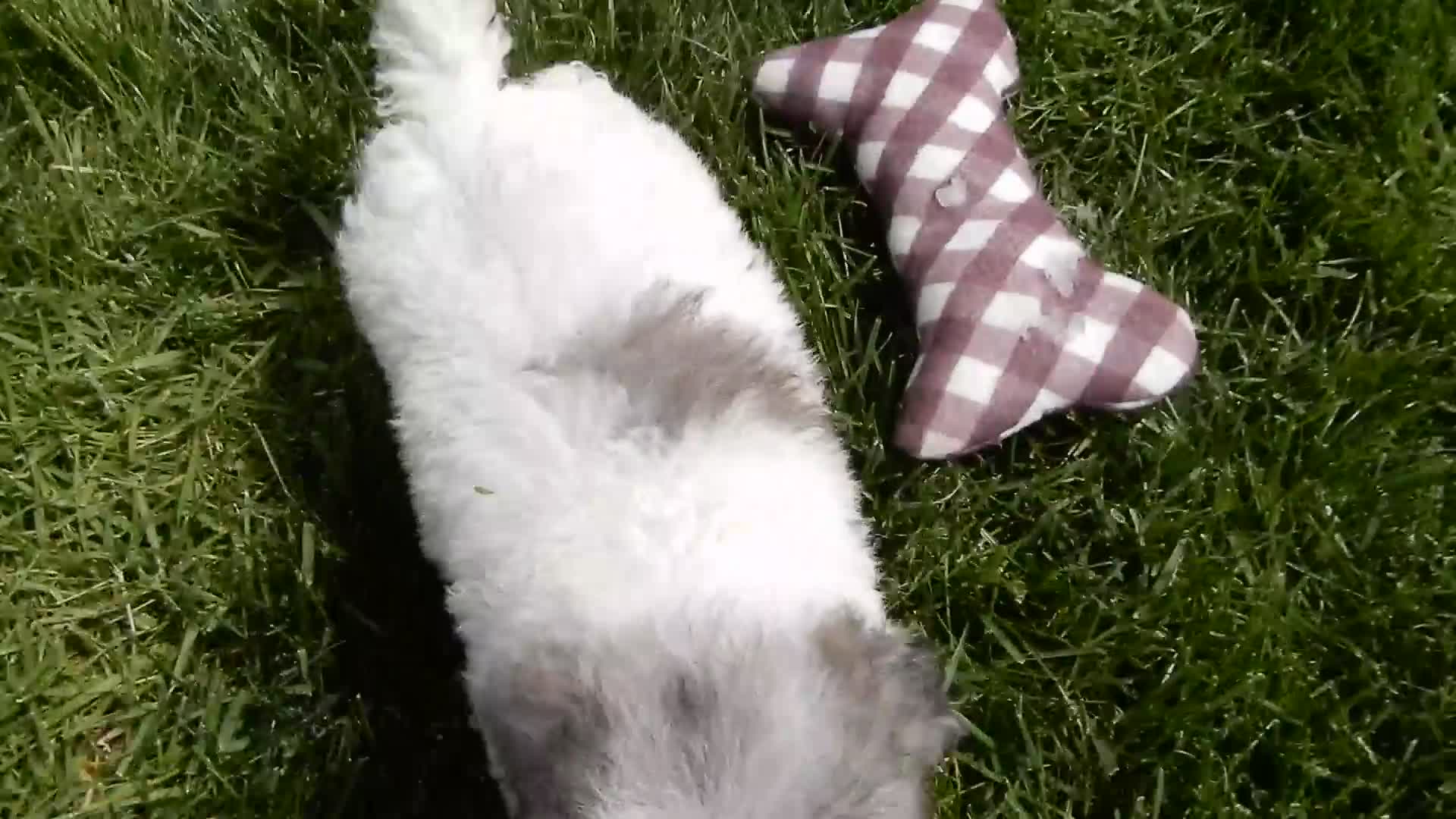 Sheepadoodle dogs for sale: Emmy-MEDIUM - Video 1