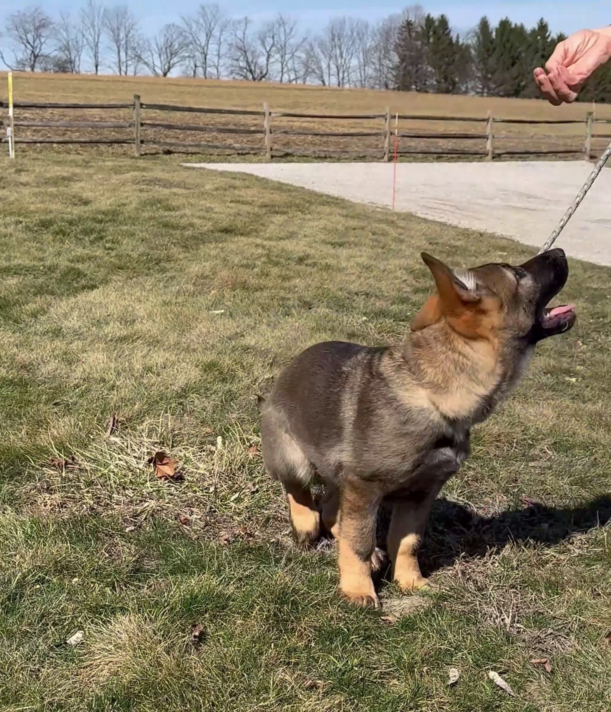 German Shepherd dogs for sale: Augusta - Video 1