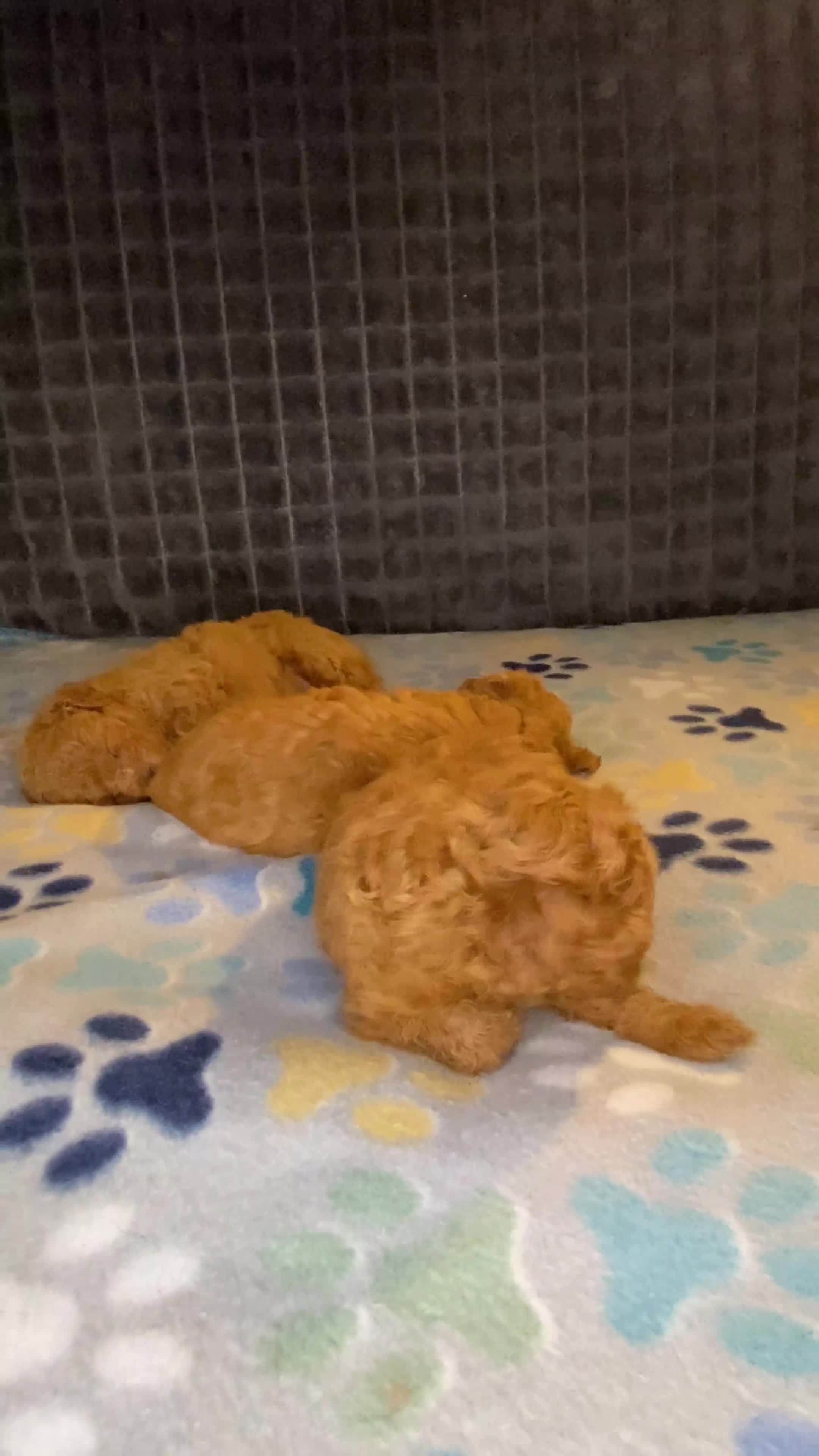 Toy Poodle dogs for sale: Toy Poodle 1 - Video 3
