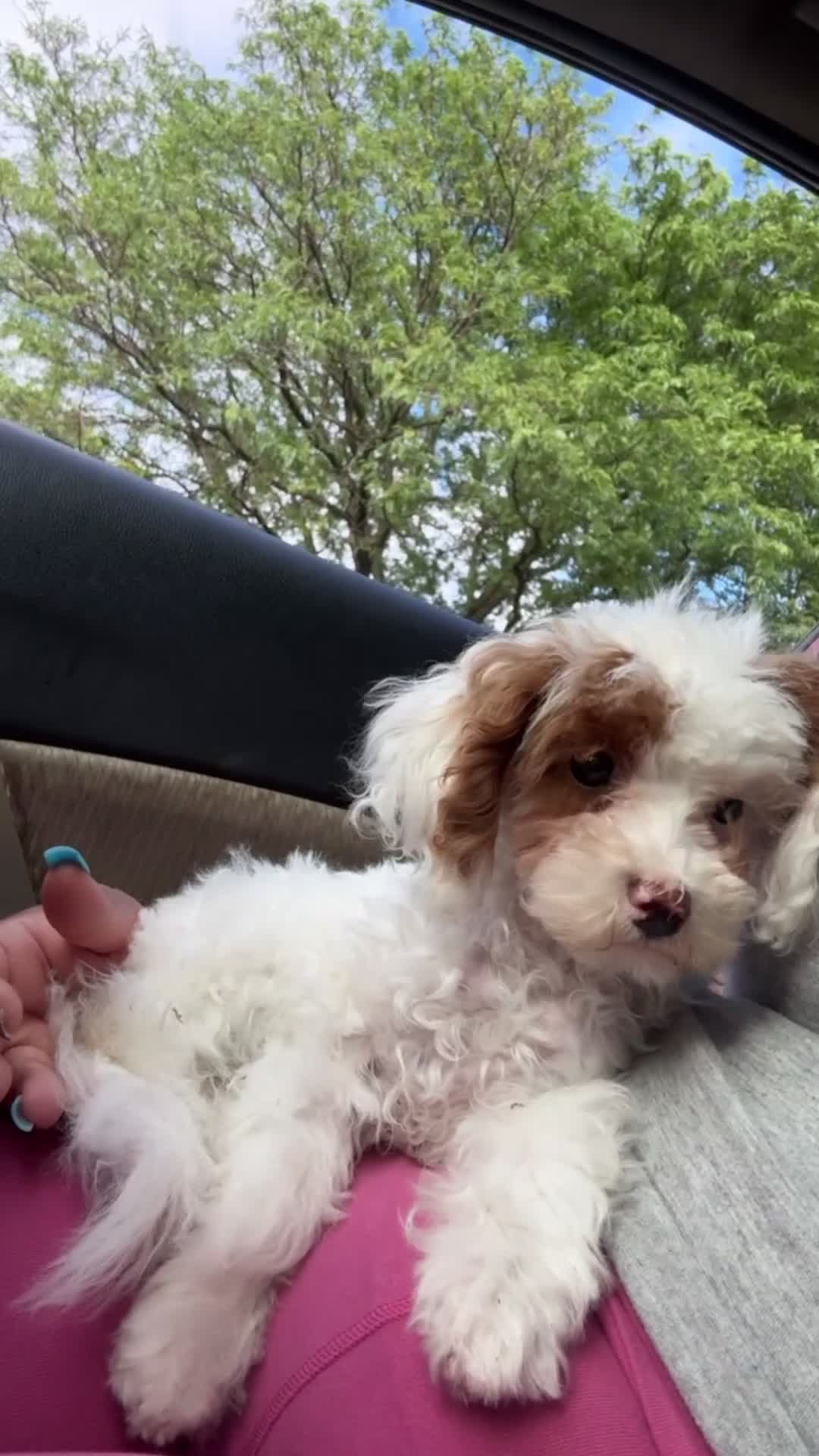 Miniature Poodle dogs for sale: Miniature Poodle 1 - Video 1
