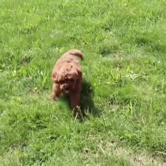Cavapoo dogs for sale: Mr. Rambo - Video 3