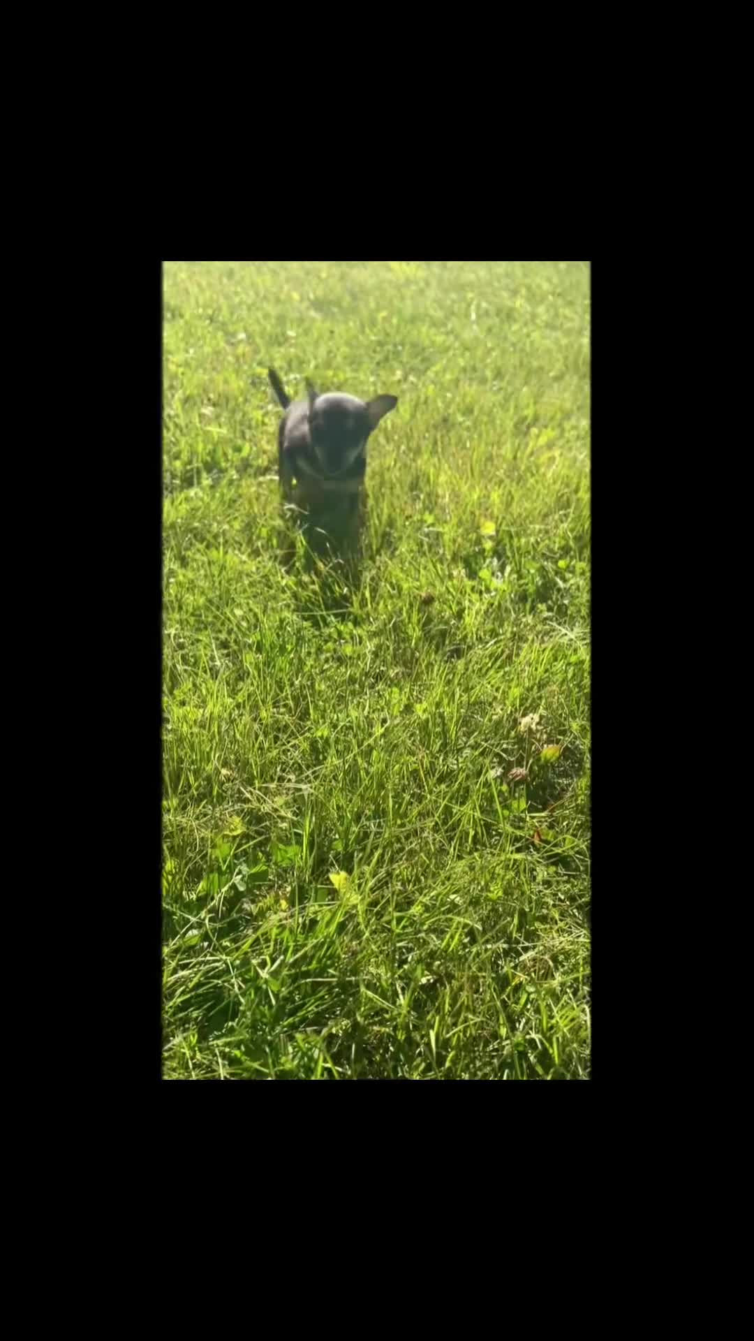 Chihuahua dogs for sale: Permedia - Video 1