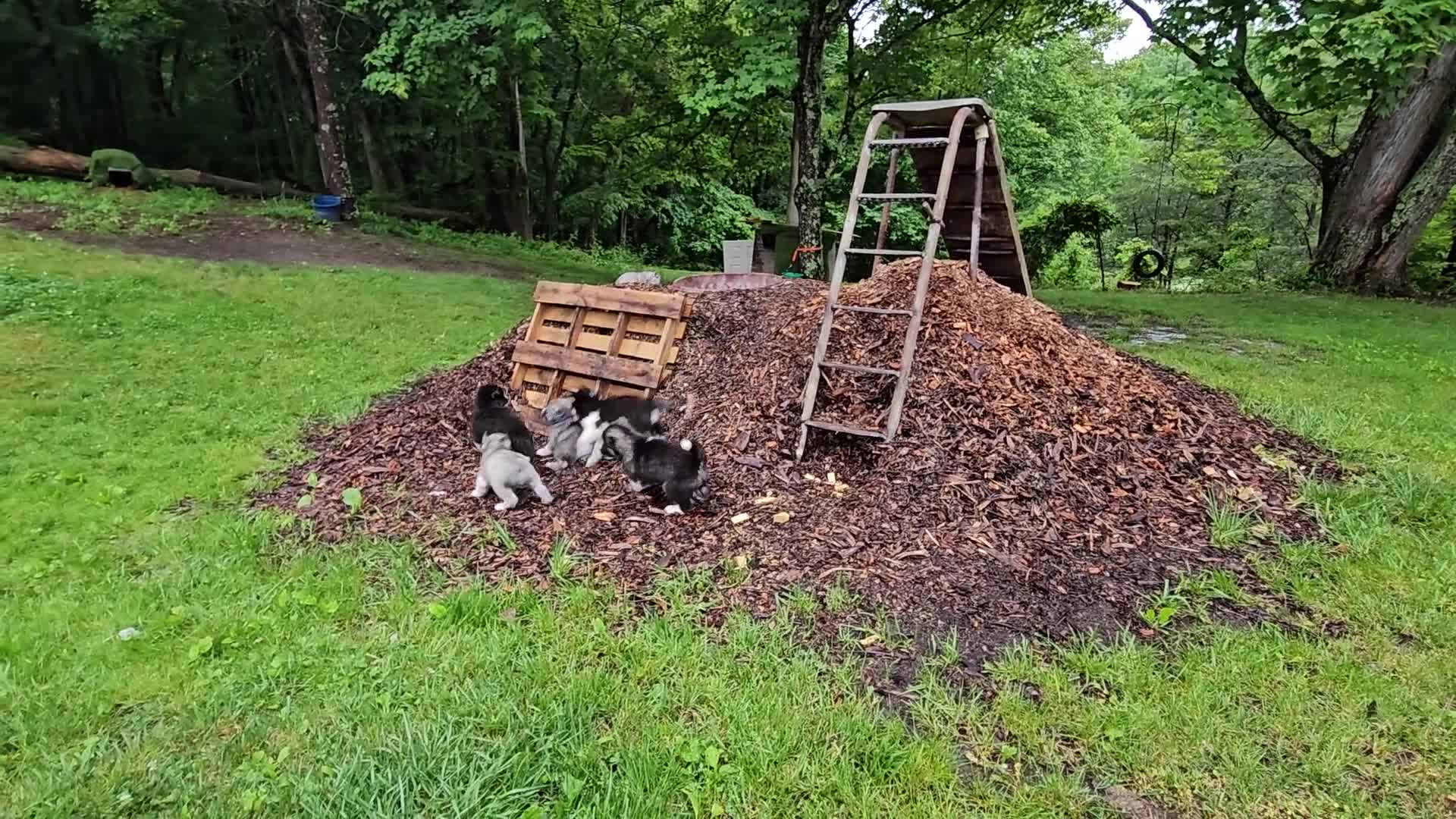 Mixed Breed dogs for sale: Sleepy - Video 1