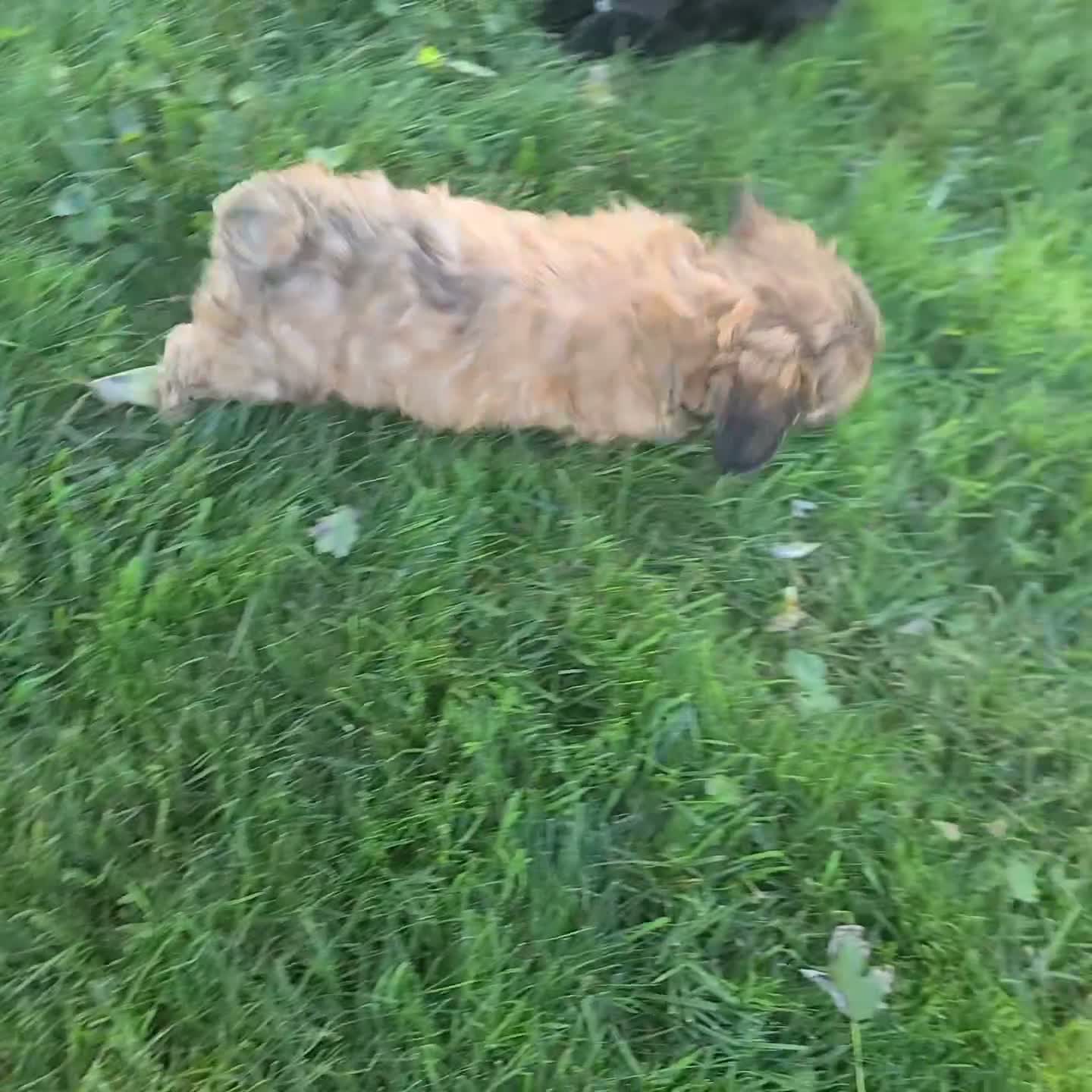 Shihpoo dogs for sale: Carson - Video 1