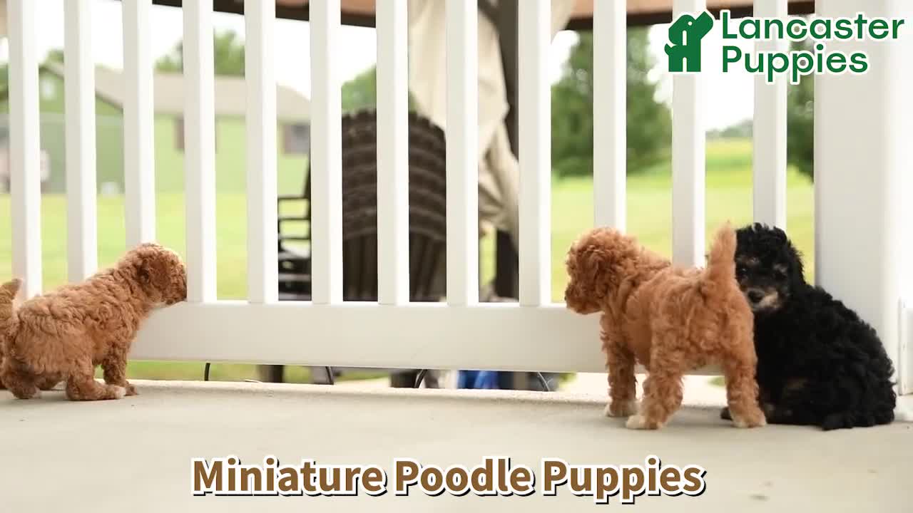 Miniature Poodle dogs for sale: Asher - Video 1