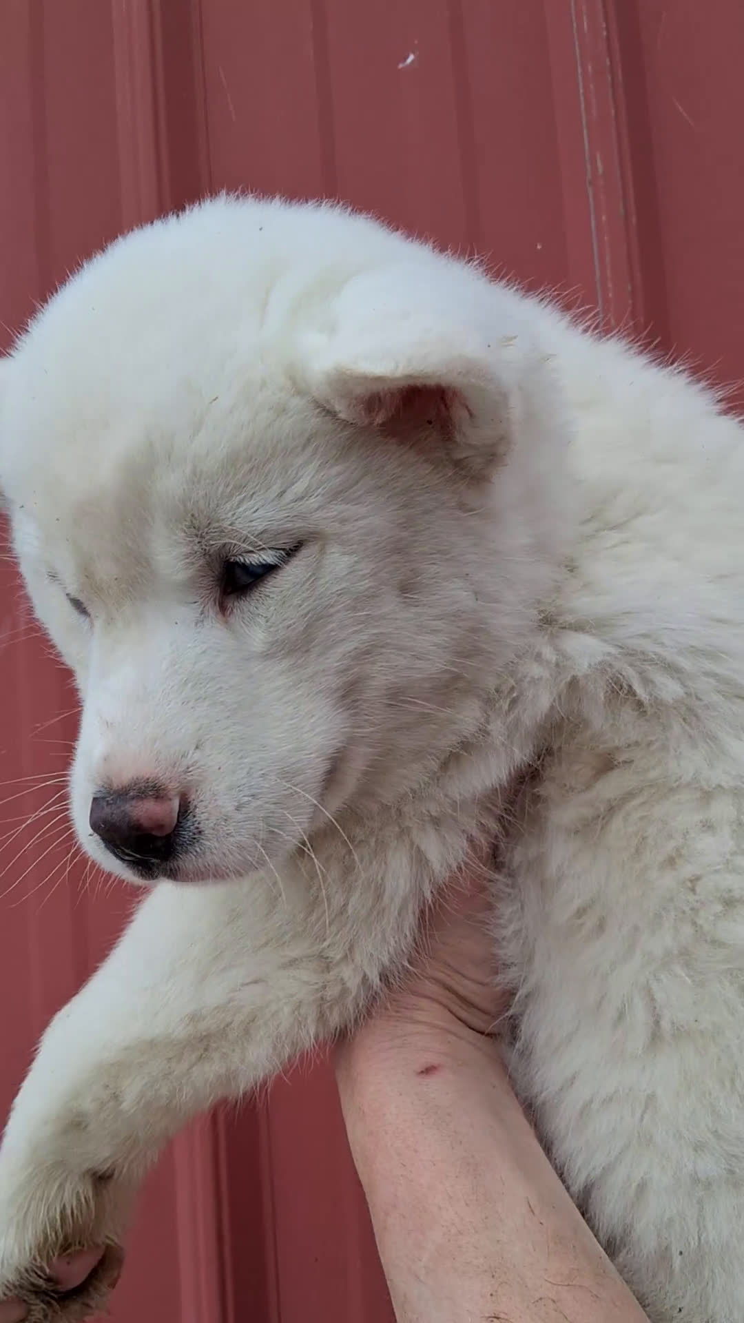 Siberian Husky dogs for sale: Kasper - Video 1