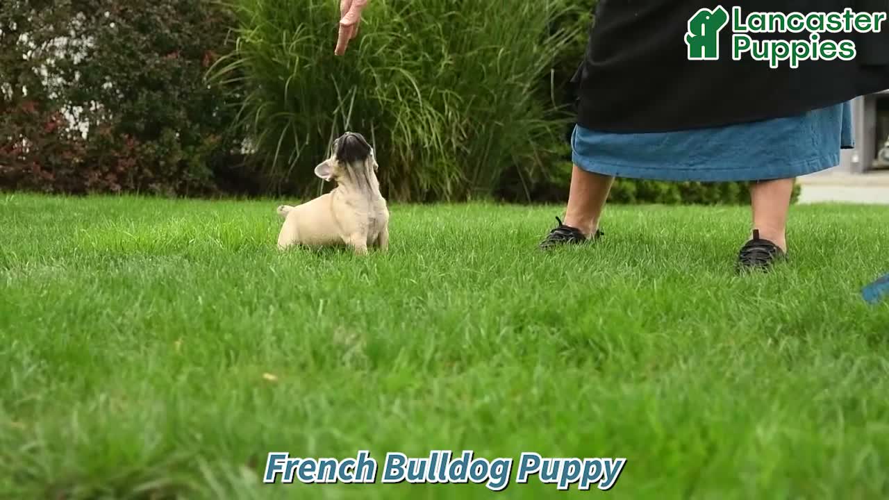 French Bulldog dogs for sale: Marley - Video 1