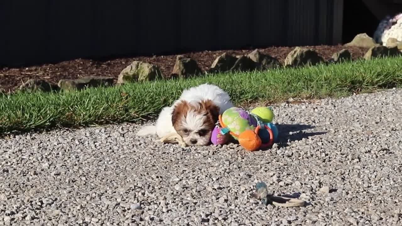 Shih Tzu dogs for sale: Micah - Video 3